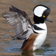 Illustration for article titled Wednesday Afternoon Open Thread - Hooded Merganser